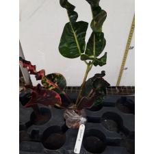 Codiaeum Nak Ka Rat 141