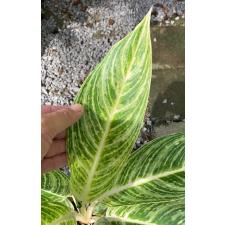 Aglaonema Thong Sumran 68