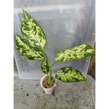 Dieffenbachia seguine Aurora s