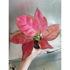 Aglaonema Super Pink A-41 pot Д