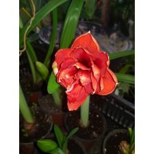 Hippeastrum RED PEACOCK