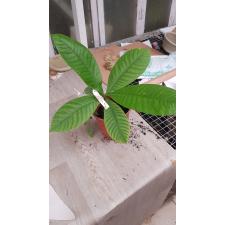Gardenia sootepensis (seedling) pot уценка 1100р
