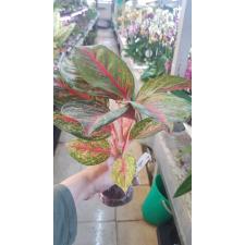 Aglaonema Treasure of Siam 141