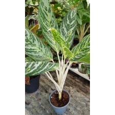 aglaonema stripes pot