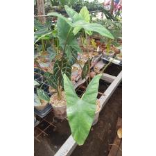 Alocasia Simpo sib  B3 pr.sent