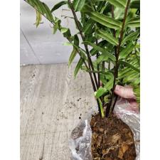 Nephrolepis biserrata 'giant leaf'. Peru black (L)