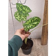 Alocasia Hilo Beauty (Xanthocaladium Hilo Beauty) 