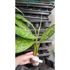Dieffenbachia White Blizzard (green form)173