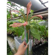Gustavia gracillima 'Pink Snow'(white variegated) 431