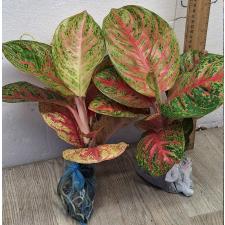 Аглаонема Сомбат Сиам красный круглый лист. / Aglaonema Sombat Siam red round leave A-42