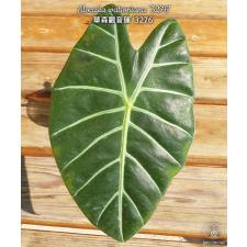 Alocasia watsoniana x sib1.7"B37ps. October
