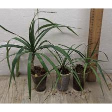 Драцена маргината / Dracaena marginata (S)