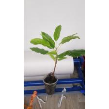 Ficus racemosa (s) стакан по 550р
