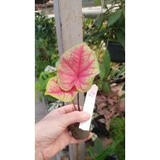 Caladium 29