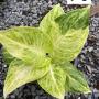 Aglaonema P-5 Silver Rose