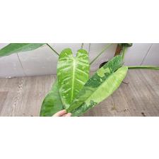 Philodendron Jose bruno 