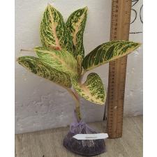Аглаонема Видури - Белая. / Aglaonema Viduri - white A-141