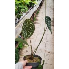 Anthurium crystallinum pot
