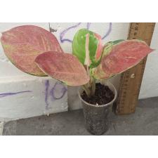 Аглаонема Китти / Aglaonema Kitty A-59