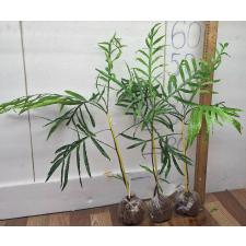 Филициум обманчивый (Японское папортниковое дерево) / Filicium decipiens (Japanese Fern Tree) 61