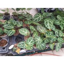Anthurium Crystallinum (cultivar)  8 cm pot