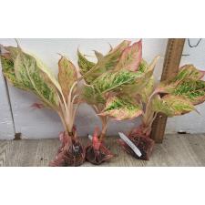 Аглаонема розовая пальма / Aglaonema Pink palm A-132