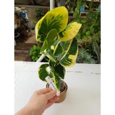 Codiaeum Full Moon 222