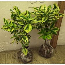 Гардения ангуста варегатная. / Gardenia angusta variegated 128-129