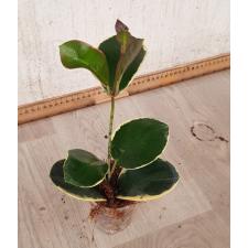 Hoya Australis 'blondie 2 + 