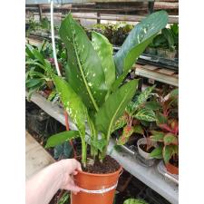 Dieffenbachia dragon scale 2PP 19 cm pot