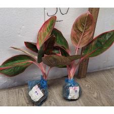 Аглаонема Помада (Красная) / Aglaonema Lipstick (Red) A-113