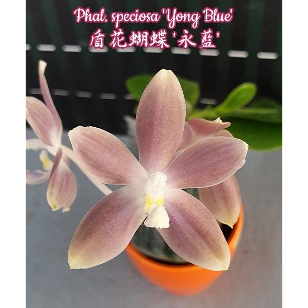 Фаленопсис специоза "Йонг Блю" / Phal. speciosa 'Yong Blue'