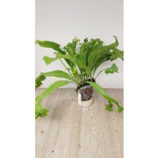 Microsorum punctatum 'Kinnaree'.