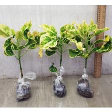 Codiaeum A17 Doi Pui