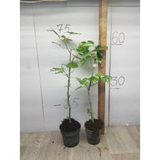 Hibiscus tiliaceus variegated Tricolor
