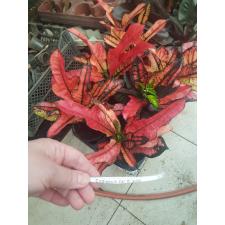 Codiaeum Var. Kl 'wilma' 13 сm pot