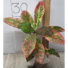 Кодиеум Компакт / Codiaeum A15 Compact