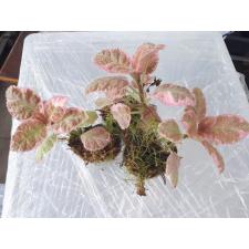 Episcia Pink Smoke 350p