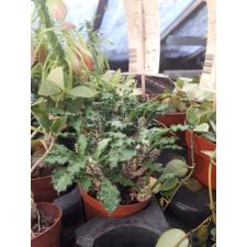 Euphorbia decaryi pot