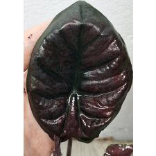 Алоказия Ред Секрет / Alocasia Red Secret