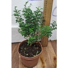 Муррайя паникулата 'Мин-а-Мин' Карлик (Япония) / Murraya paniculata 'Min-a-Min' Dwarf (Japan)