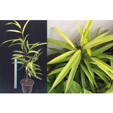 Фикус иррегуларис "Санспрей" / Ficus irregularis 'Sunspray'