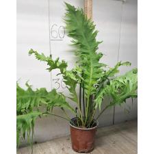 Микросорум сп Африка / Microsorum sp. Africa pot