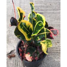 Codiaeum Kwak Ngern 125