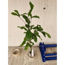 Synsepalum dulcificum 272 по 1900р