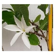 Gardenia scabrella 358/1