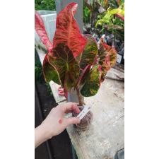 Codiaeum Petch Chompoo 144/1
