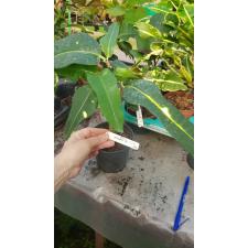 Codiaeum Judo Yellow. 246