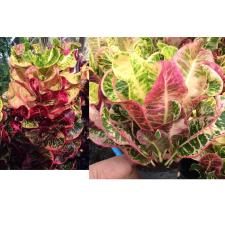 Codiaeum Tha Pra Pinklao 180