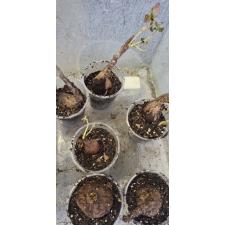 Филлантус мирабилис (Каудоксное растение) / Phyllanthus mirabilis (caudex plant) 